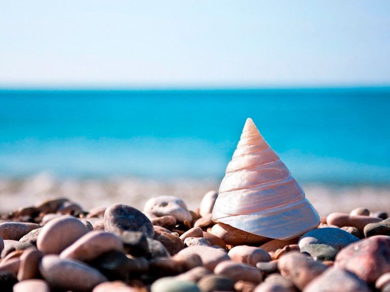 Sand, shells, statuettes, jewels… What you are not allowed to bring back from holidays abroad!