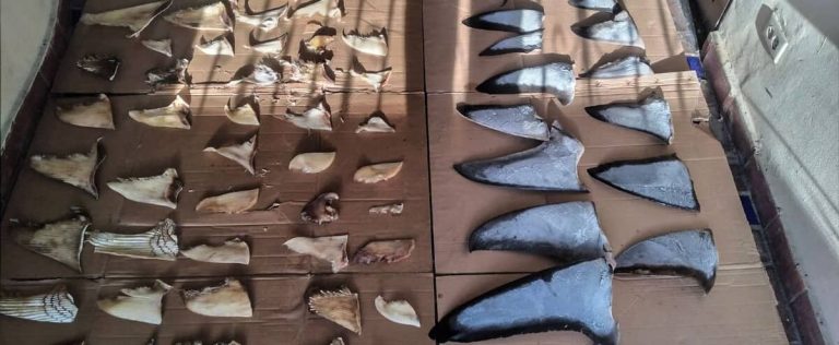 Seizure of six tons of shark fins in Panama