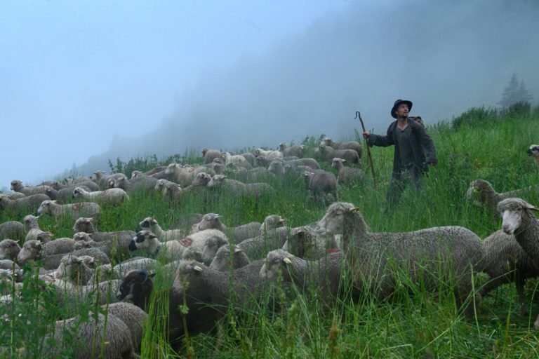 Shepherd |  Moving shooting in the mountain pastures