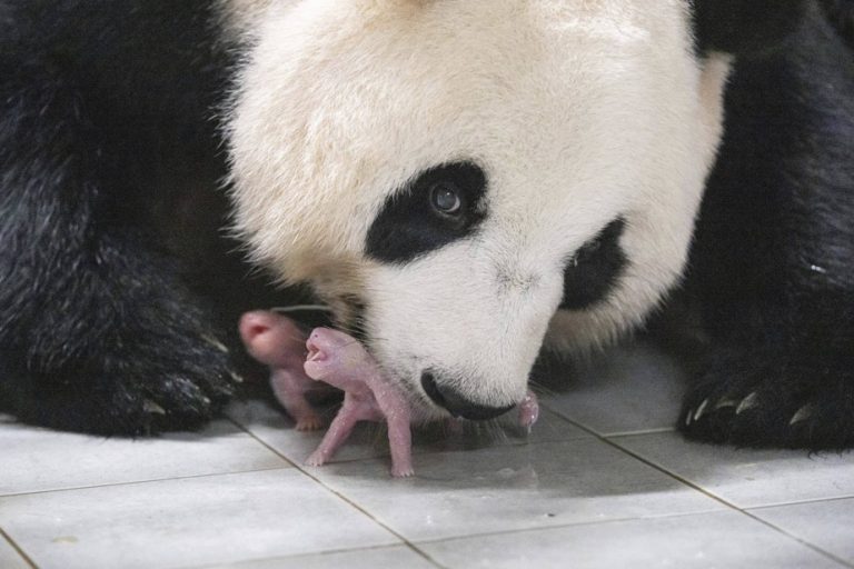 South Korea moved by the birth of twin giant pandas