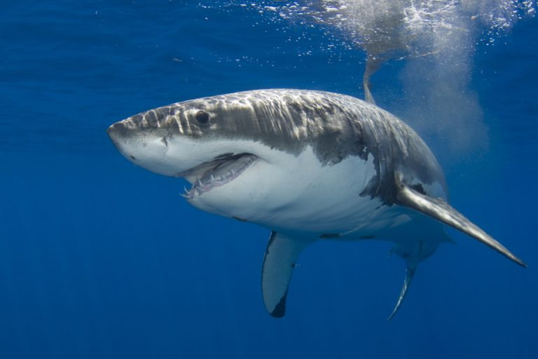 Spotted off the Gaspé Peninsula |  The great white shark does not threaten swimmers