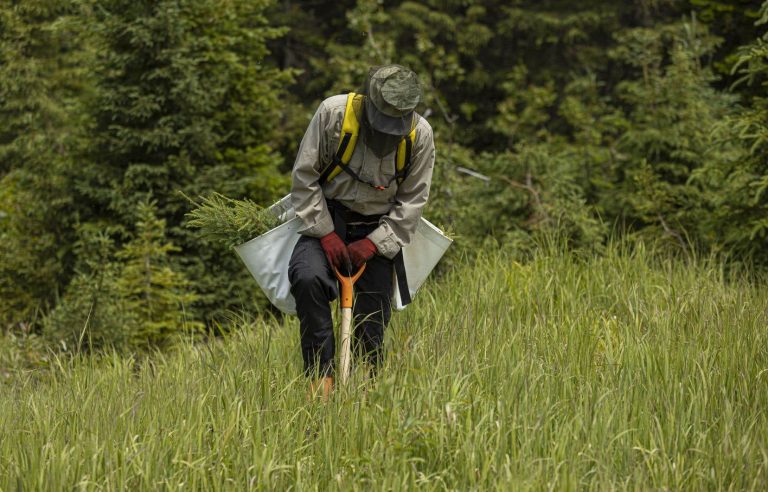 Still no news of Ottawa’s tally for its two billion trees