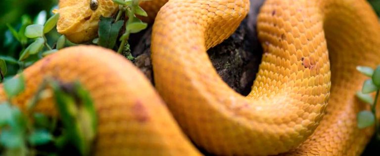 Surprise at customs: a woman with a “strange body” pulls five snakes out of her bra