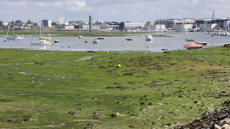 TRUE OR FAKE.  Are the tides of green algae in Brittany primarily caused by domestic activities?