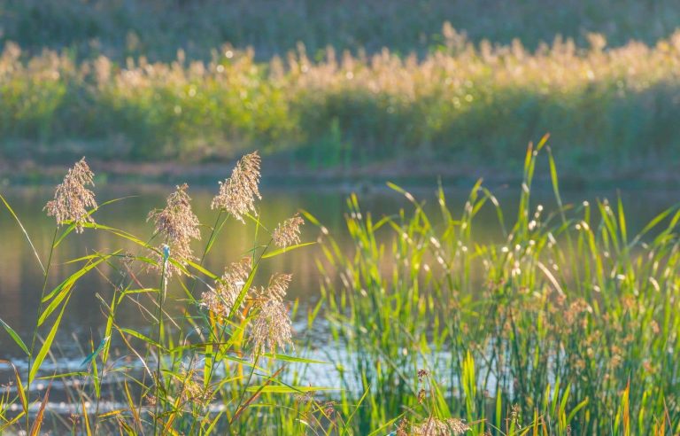 Tensions around an industrial project in a wetland