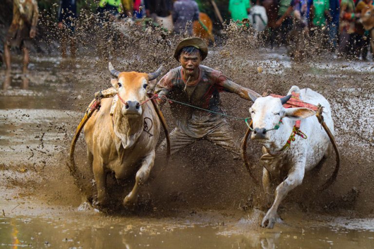 The Press in Indonesia |  The pacu jawi, or the mad race of bulls in the mud