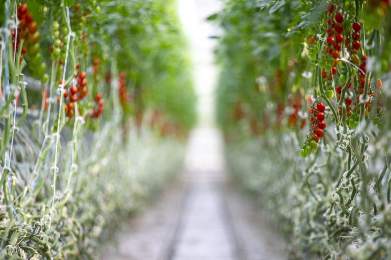 The Royal Greenhouses change hands |  Gen V takes the lead thanks to tomatoes