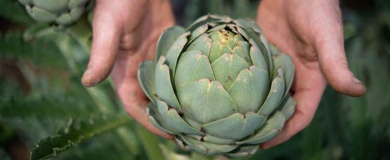 The artichoke, a vegetable in danger?  |  The Journal of Montreal