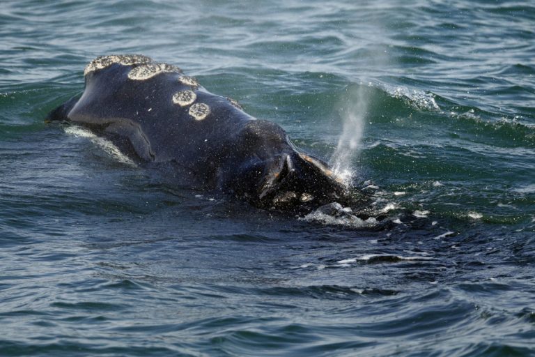 The decline of Atlantic right whales would be worse than feared