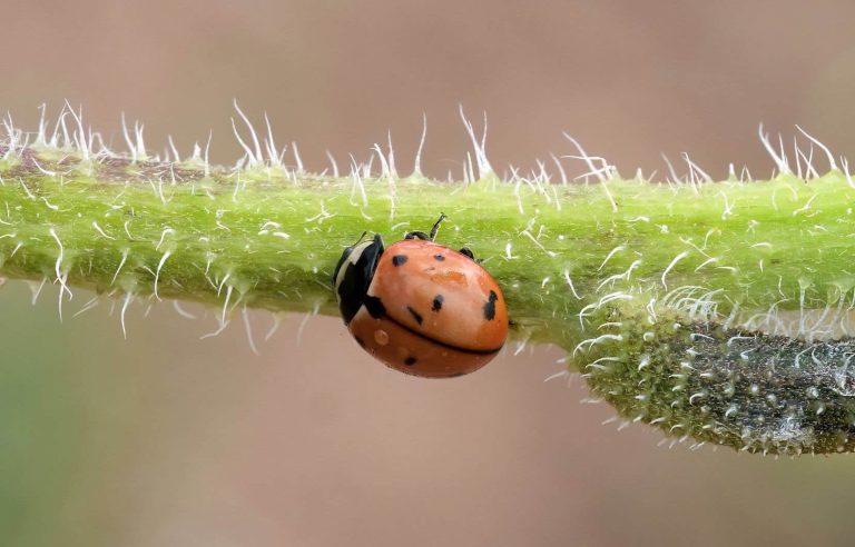 The ladybug that evaporated in nature