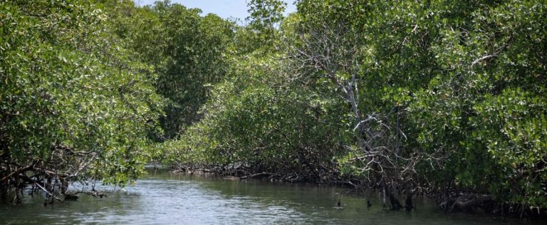 The mangrove, the last ecological rampart of Guadeloupe