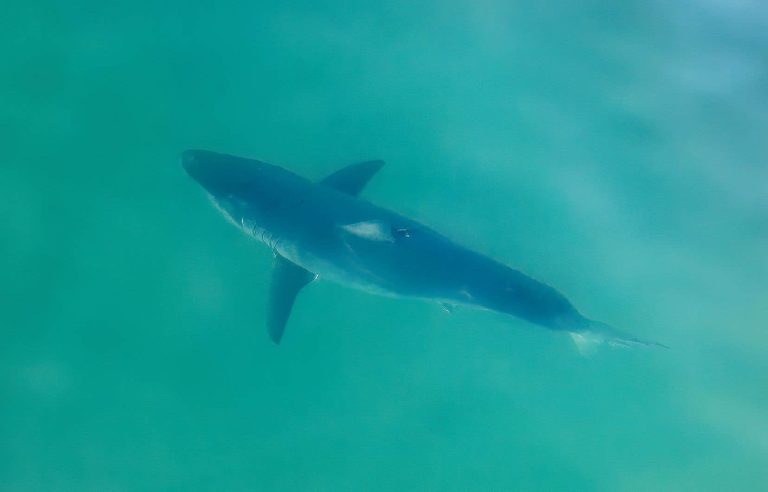 The presence of white sharks in the St. Lawrence on the rise, but not exceptional