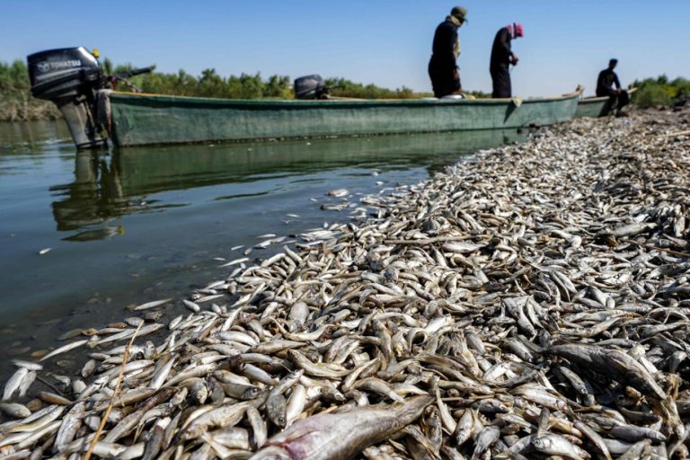 ‘Tons’ of dead fish washed up on banks of Iraqi river