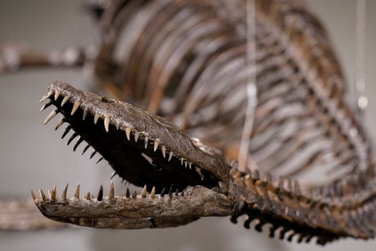 Two dinosaur skeletons up for auction in New York