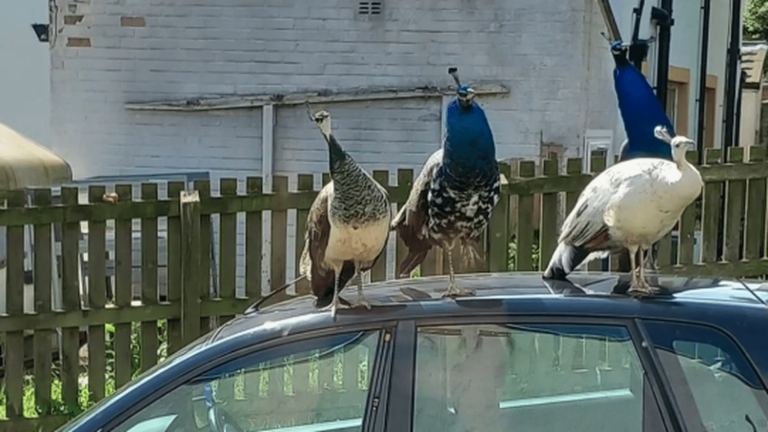 UK: A village invaded by peacocks