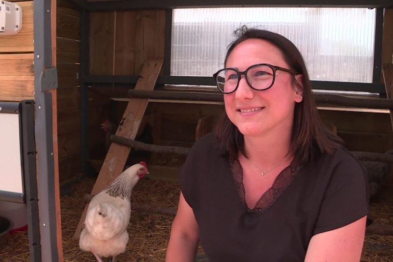 VIDEO.  “Chickens are soothing”, a boss installs a chicken coop for his employees