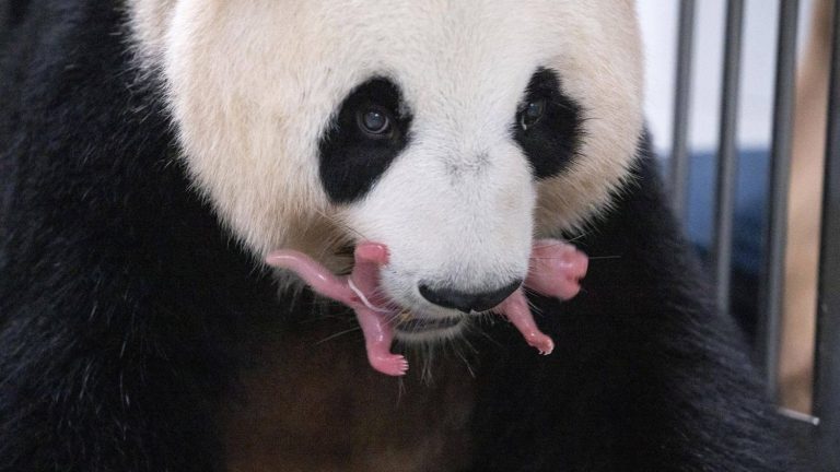 VIDEO.  Two giant panda twins are born in a South Korean zoo