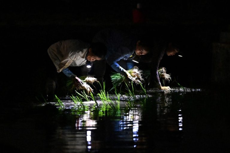 Vietnam: plant rice at night to avoid extreme heat