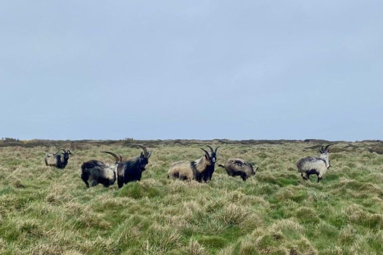 Wild goats from Ouessant found dead after being transferred to the mainland