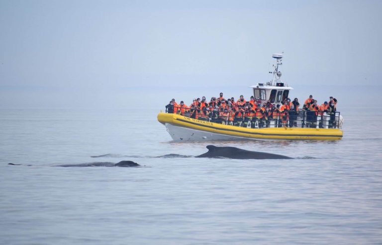 Zodiacs at 45 km/h in the marine park