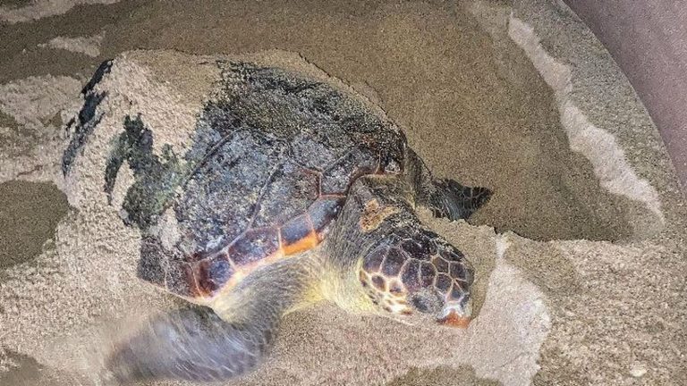 a Loggerhead turtle lays eggs for the first time on a beach in the department