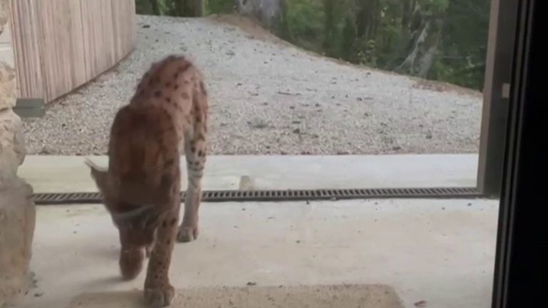 a lynx comes to the door of the house of a resident of Leyssard