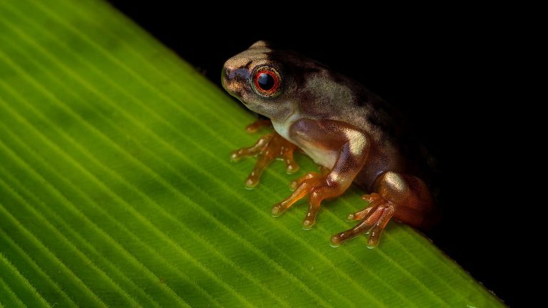 a new species of frog discovered in the Andes