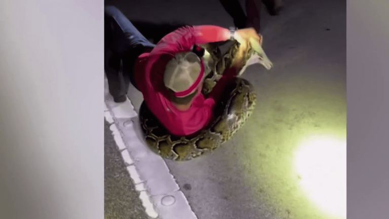 a six-meter python caught by a man with his bare hands in Florida