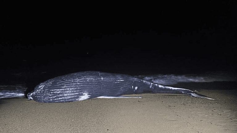 a ten-ton humpback whale washes up on a beach