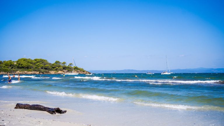 a turtle egg laying on the island of Porquerolles, an extremely rare phenomenon