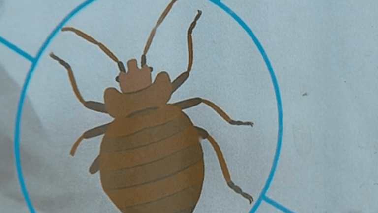 bedbugs, a scourge difficult to eradicate