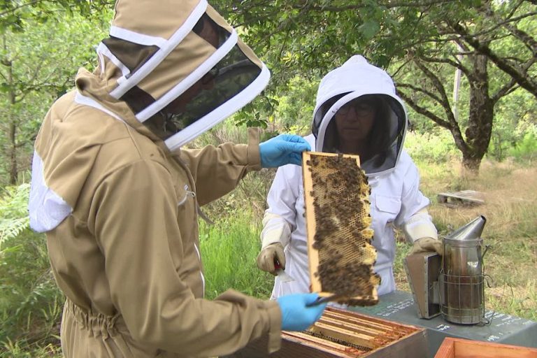 beekeepers in difficulty because of the weather