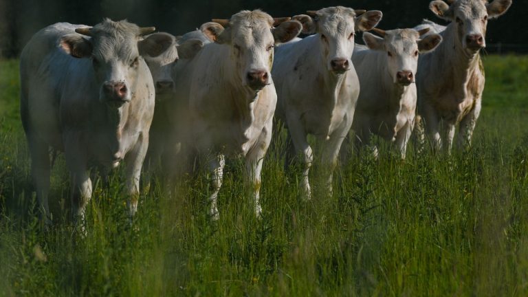 cows in the sights in Ireland and the Netherlands