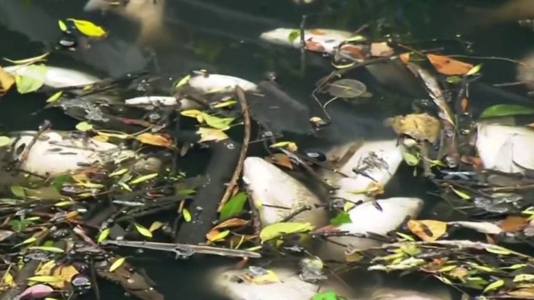 fish affected by hot weather in the UK