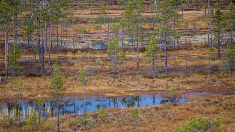 five questions on the ecosystem restoration project, which has obtained a first green light in the European Parliament