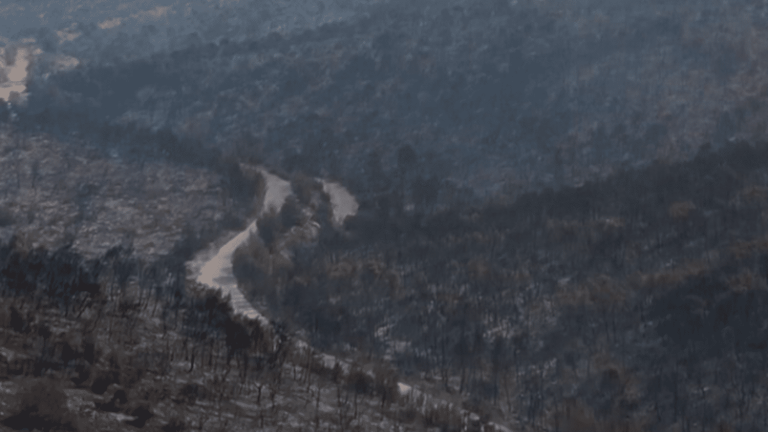 forests and charred houses in Greece