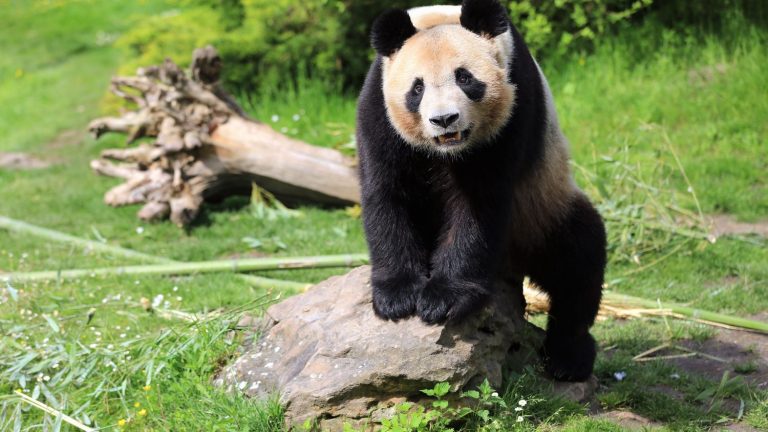 giant panda Yuan Meng will leave the zoo on Tuesday heading to China