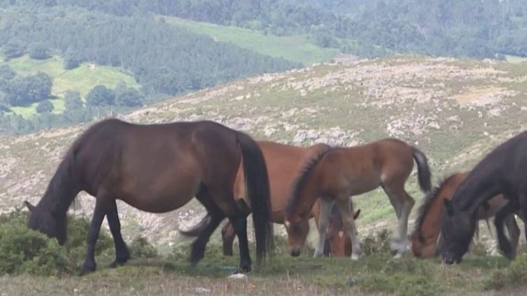 horses to fight fires