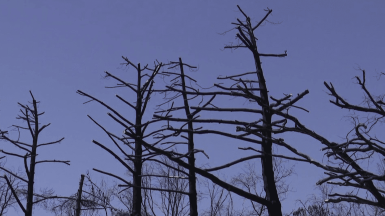 in Gironde, the damage caused by the fires is still clearly visible, a year later