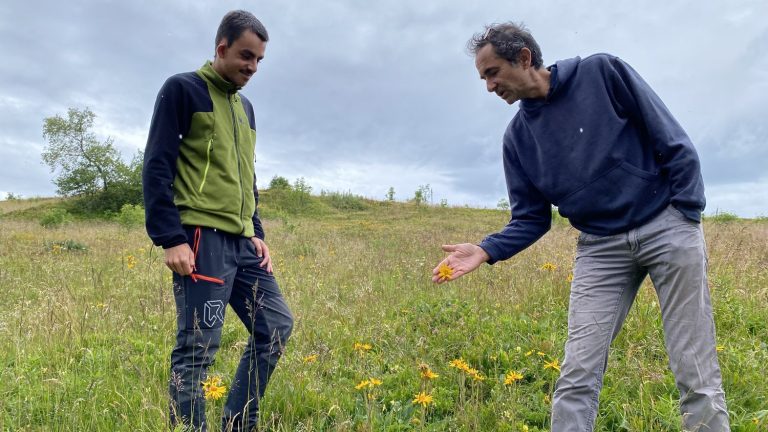 in the Vosges, the cancellation of the harvest of this wild flower raises fears of the worst