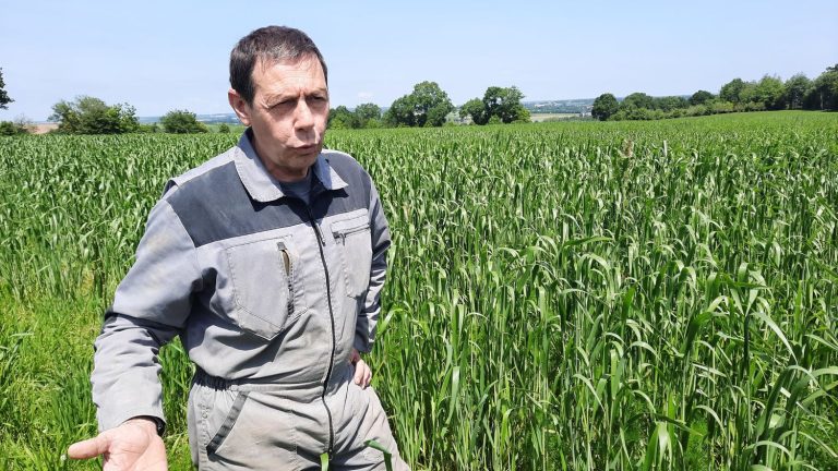 in the face of climate change, the cultivation of Mediterranean cereals is gaining ground in Brittany