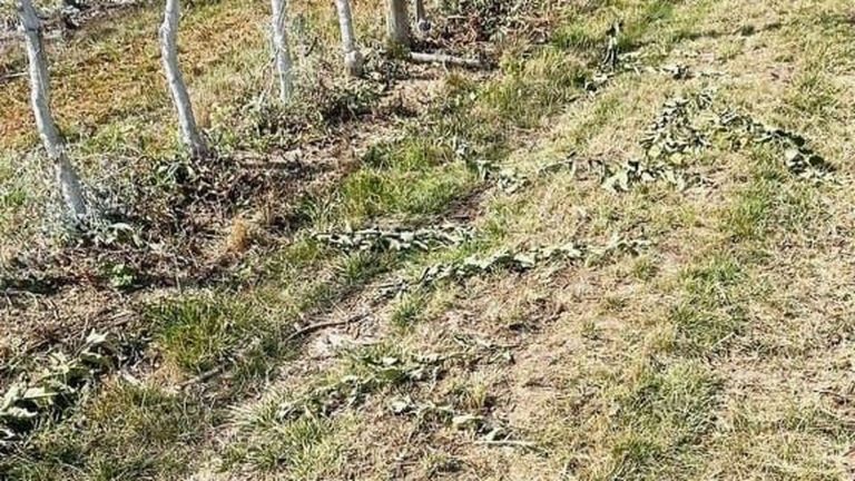 more than 7,000 fruit trees uprooted on three hectares, an investigation is opened