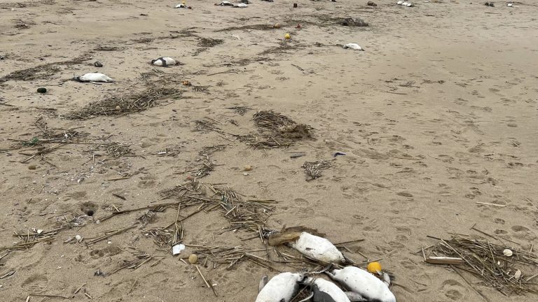 nearly 2,000 penguins have been found dead in ten days on the coasts