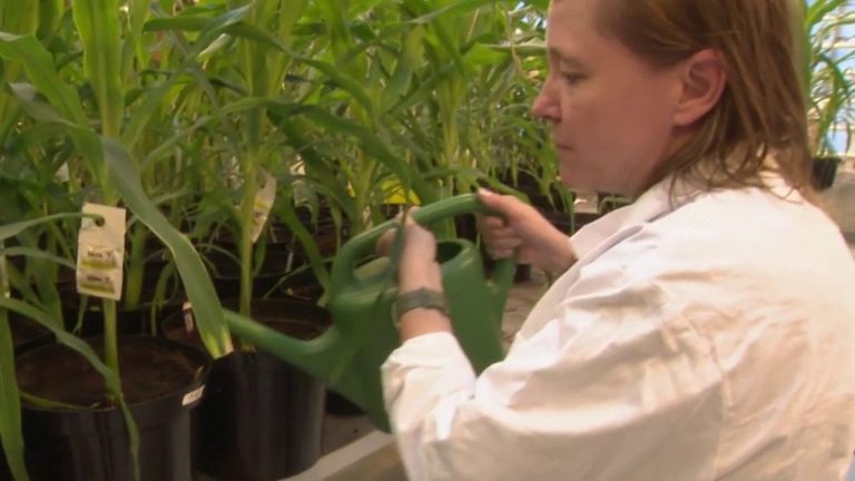 “new GMOs” soon to be authorized in Europe?