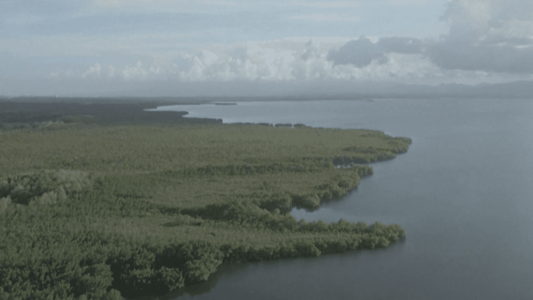 protect and restore mangroves to fight global warming