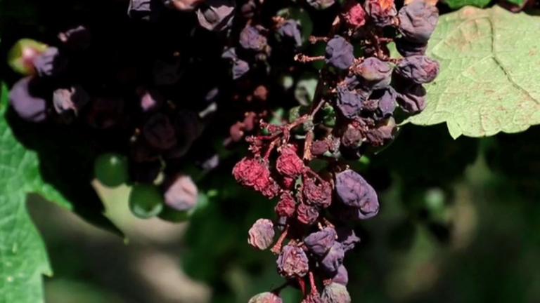 the Bordeaux vineyard devastated by mildew