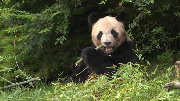 the giant panda of the zoo of Beauval leaves for China