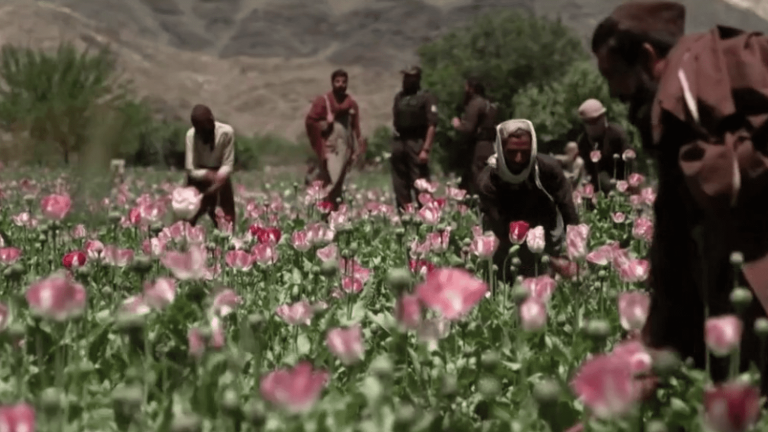 the taliban in the opium war