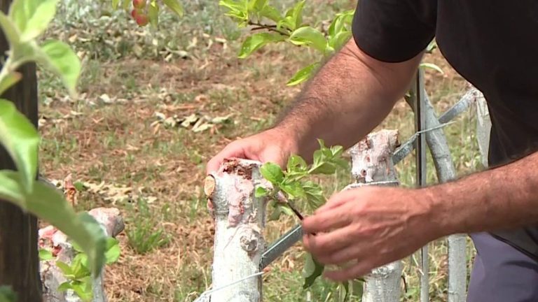 thousands of apple trees deliberately ransacked