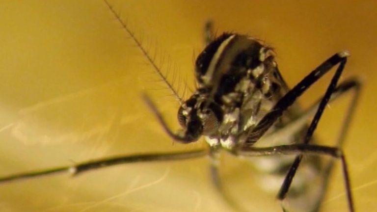 tiger mosquitoes proliferate in France